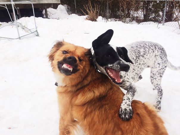 Bestie Selfie!! #jesterbean & #sebastianglabby On Instagram.