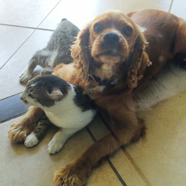 I'm Not A Dog, Sister!