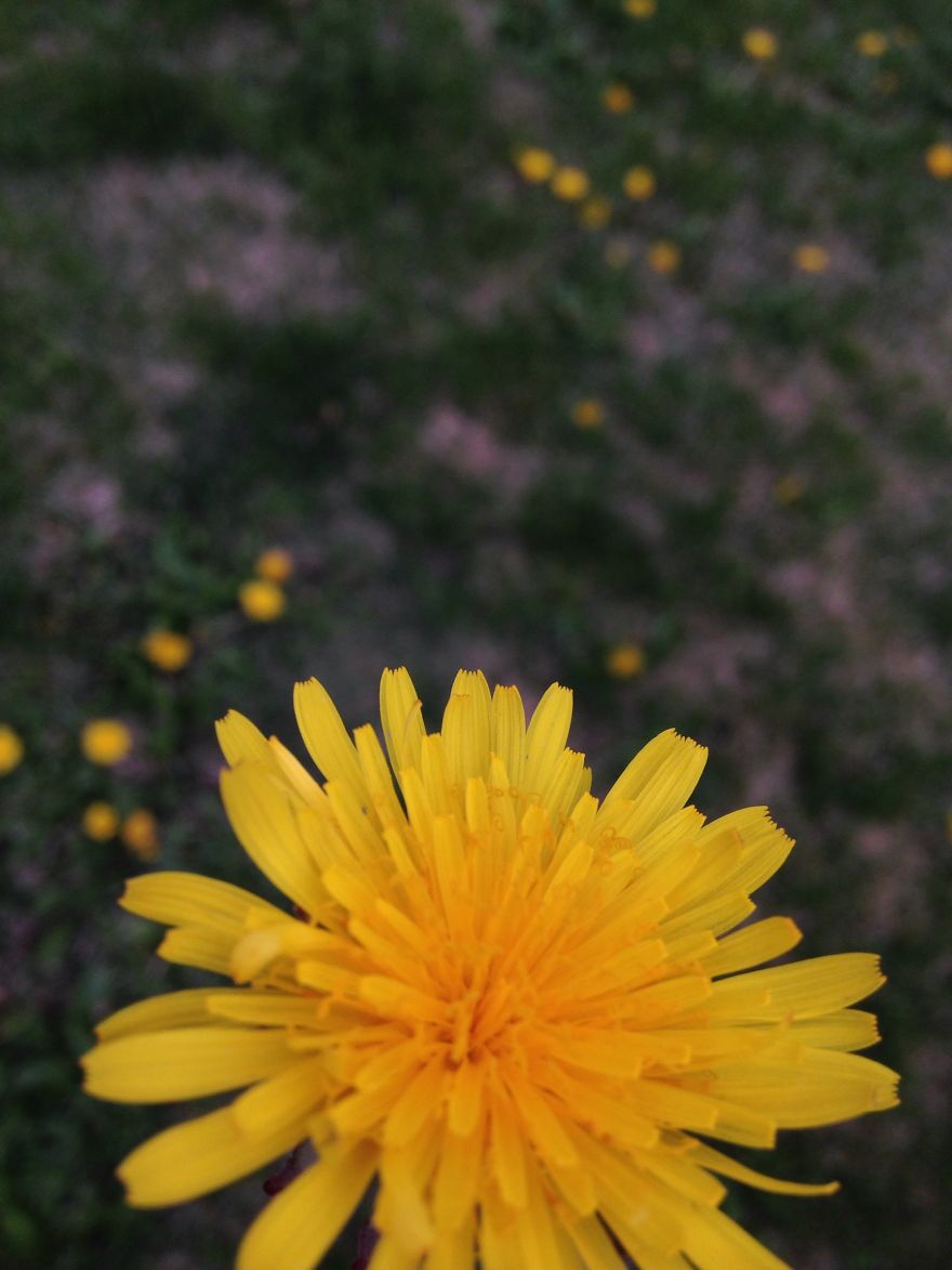 Common Dandelion