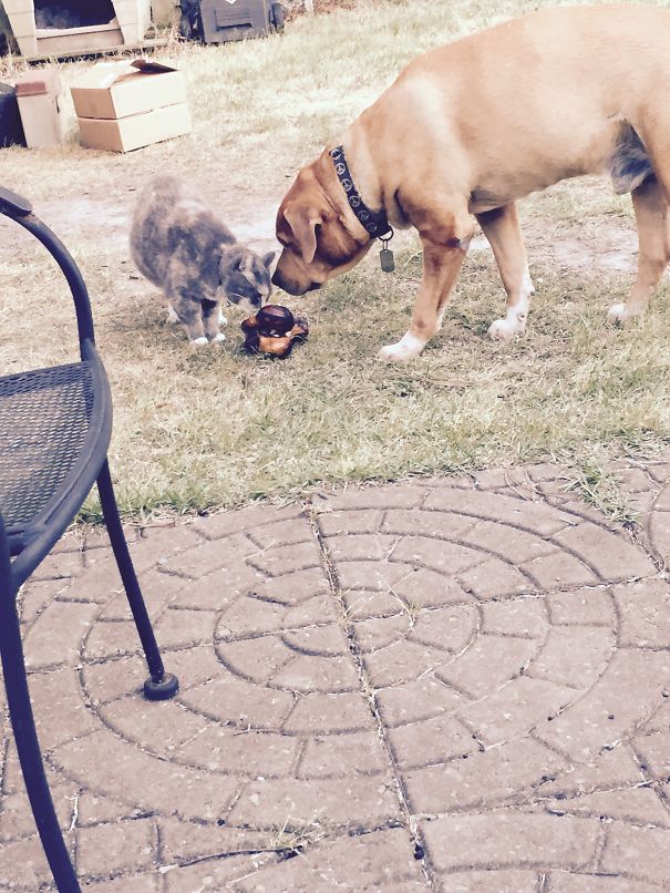 Chloe & Jack Sharing A Bone