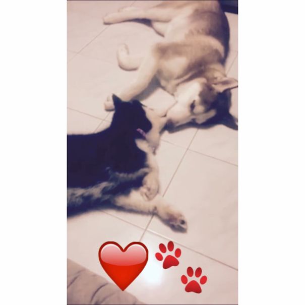 Husky In Love!!!