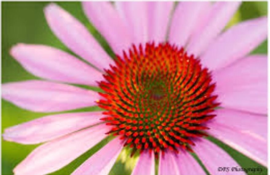 Phillip Nguyen Pd3 Got Emm