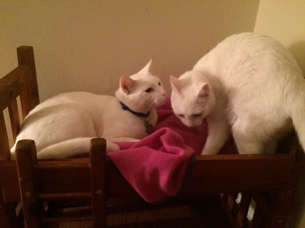 Cats Asleep In Bunkbeds