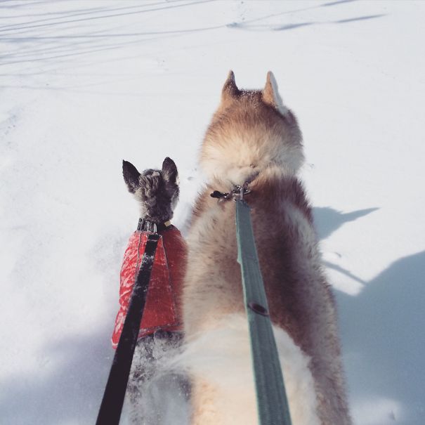 Best Buddies Adventuring Together!