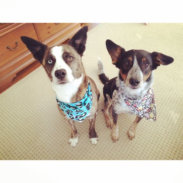 Best Buddies,rescued At Different Times And Bonded.