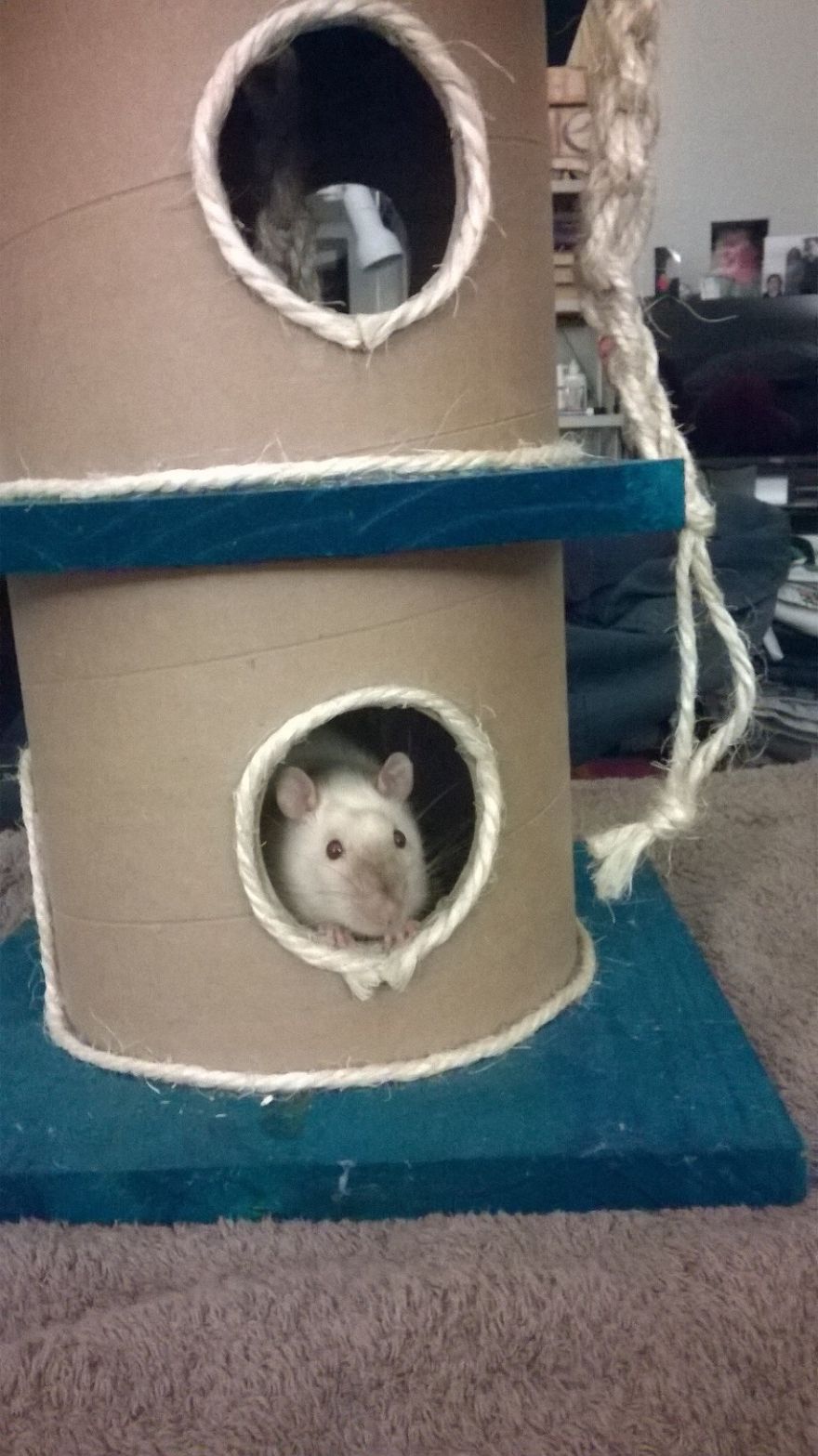 Seamus, Sable Siamese Rescue Playing Peek-a-boo