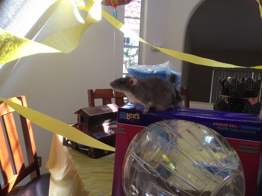 Rattatoille's Third Birthday Party!