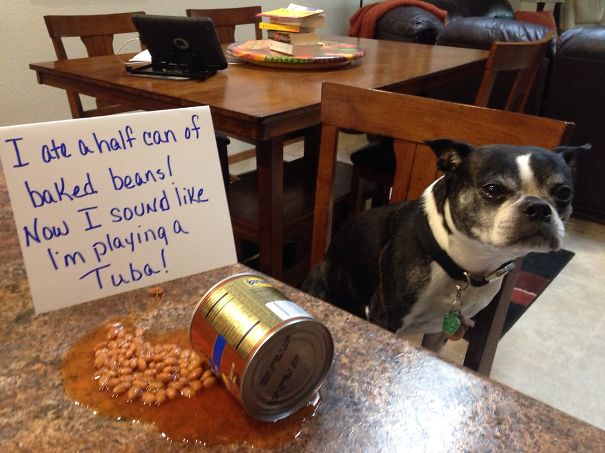 Dog being shamed for eating half a can of baked beans, with spilled beans and a handwritten sign on the counter.