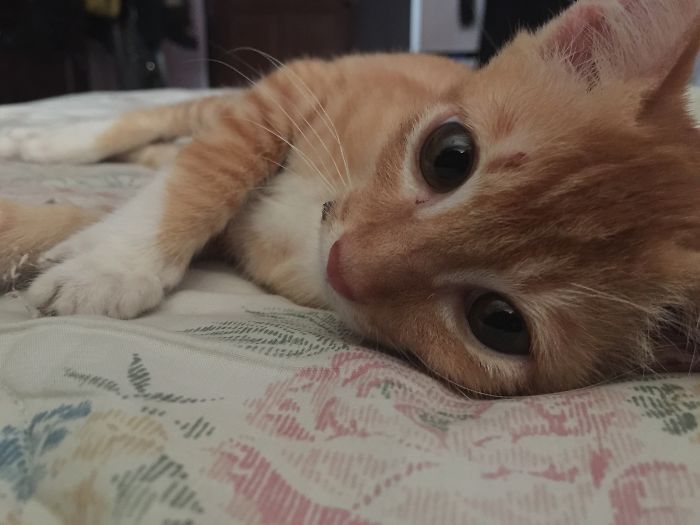 One Of His Diseases Is He Had Was Eye Infection, But Look How Pretty His Eyes Are Now.