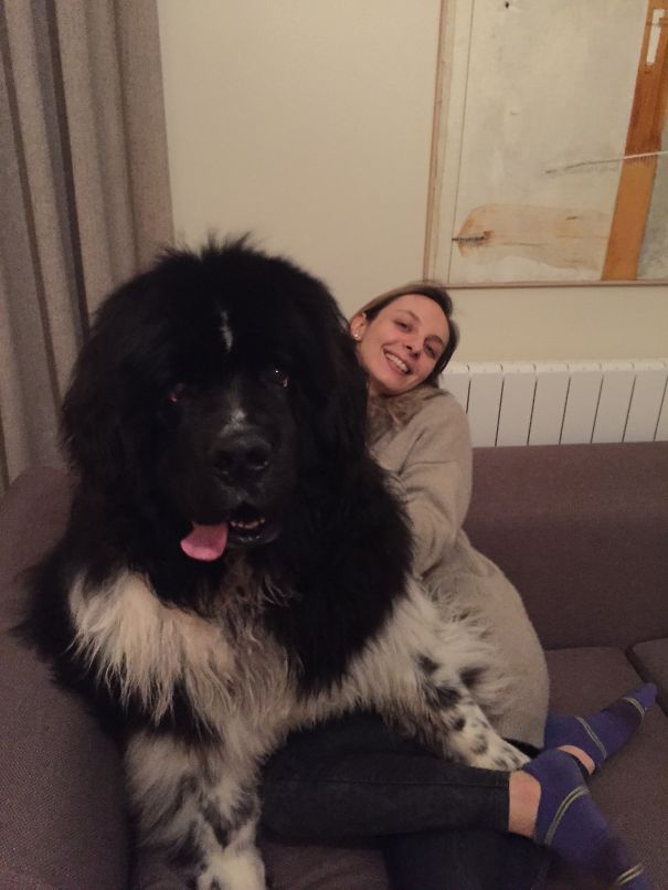 Large black and white dog sitting on a couch with a smiling woman behind, showcasing funny a*****e dogs being shamed.