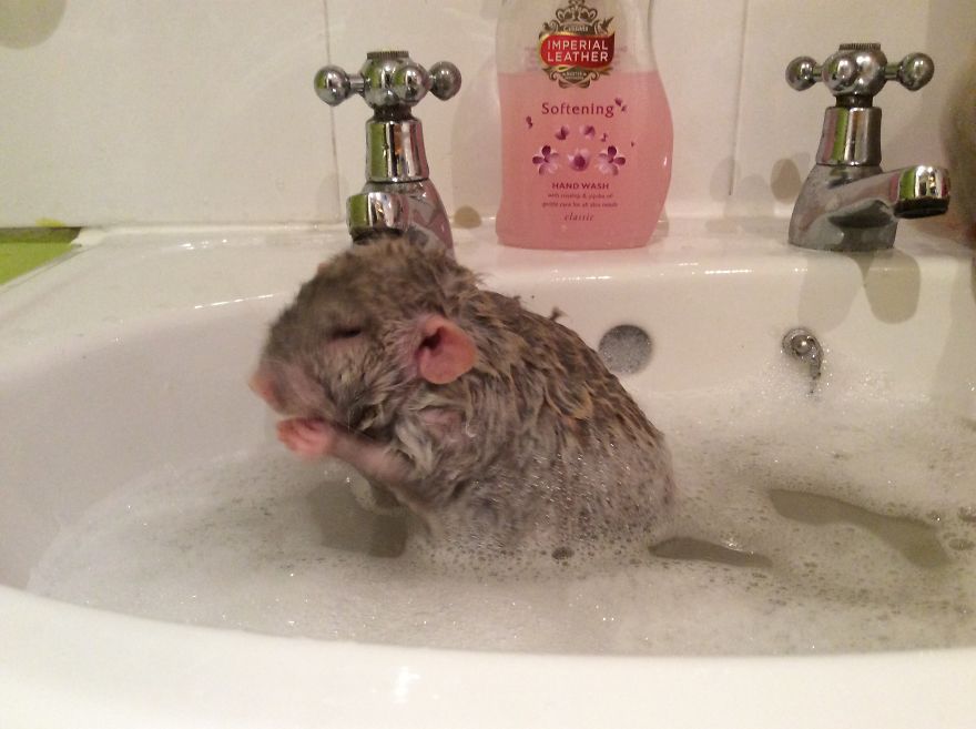 Yep. My Boy Agrees With The Rat Love.