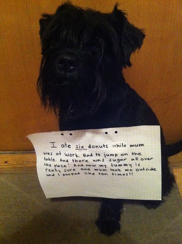 Black dog wearing a sign confessing to eating six donuts, part of a*****e dogs being shamed for their crimes series
