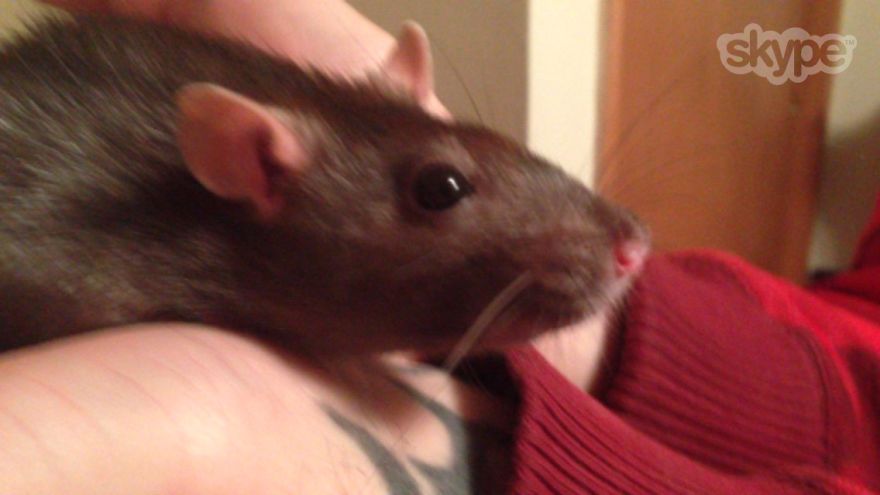 This Is Rosie, After Playing Peek A Boo In My Fiancés Sleeve And Saying Hello!