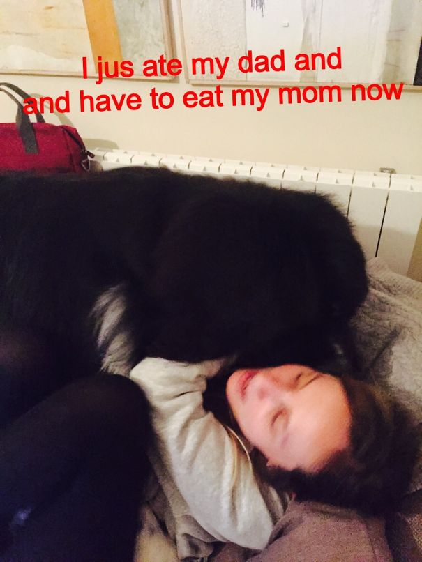 Black dog lying on a person’s chest with text overlay shaming the dog for its crimes in a humorous way.