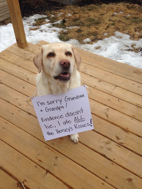 Light-colored dog on wooden deck wearing a sign, part of a*****e dogs being shamed for their crimes series