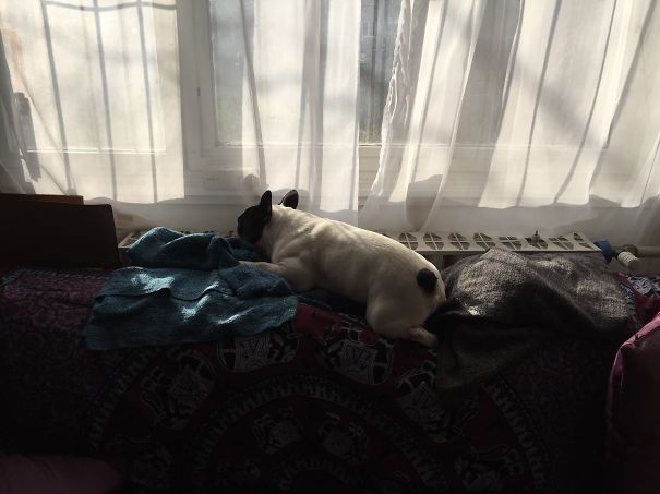 Popeye, The Frenchie