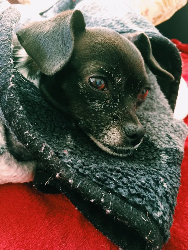 Pixel Loves To Cuddle