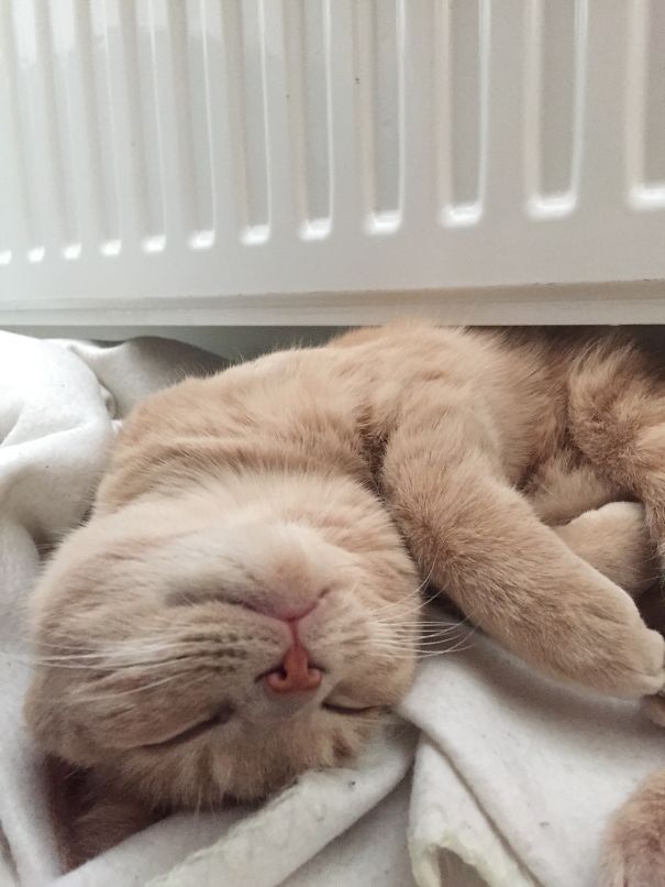 Radiator Love