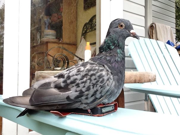 Pigeon On Iphone