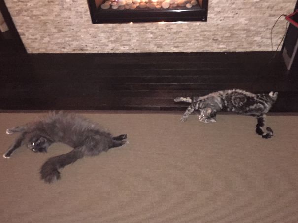 Synchronized Fireplace 'sunbathing' :)