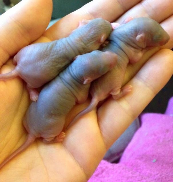 Rat Babies