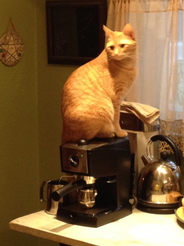 Juju Warming Her Butt On Espresso Machine's Cup Warmer.