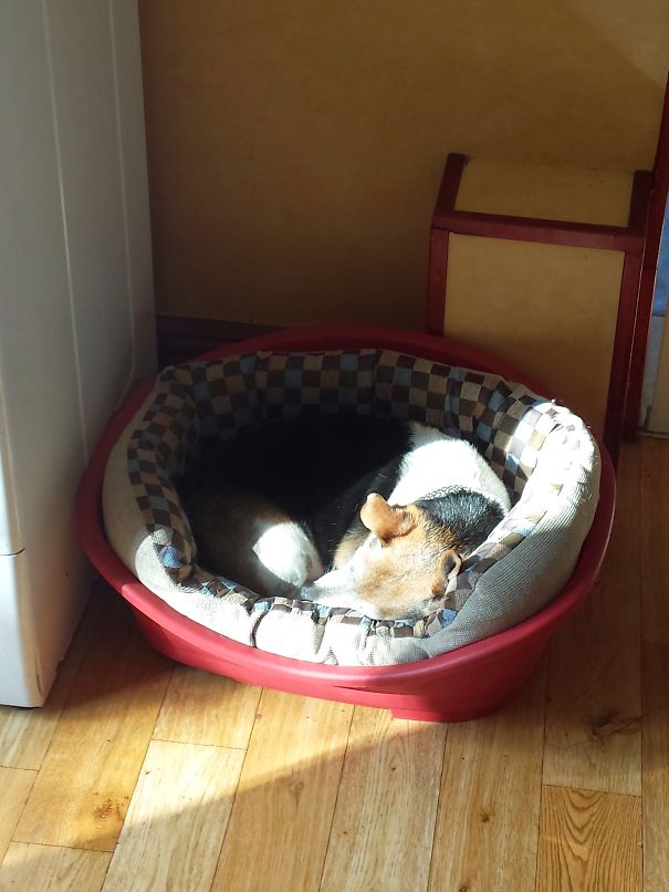 Snoozing In A Sunbeam