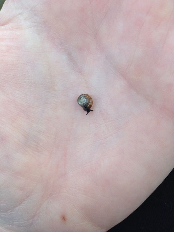 Baby Snail