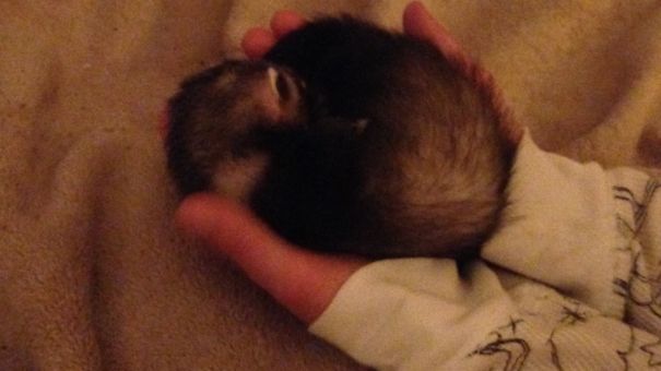 My Little Heart...baby Ferret