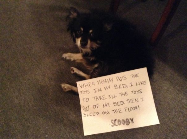 Small black dog lying on carpet with sign shaming its behavior for taking toys out of bed and sleeping on floor.