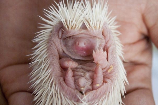 Hello, Hello Hedgehog!