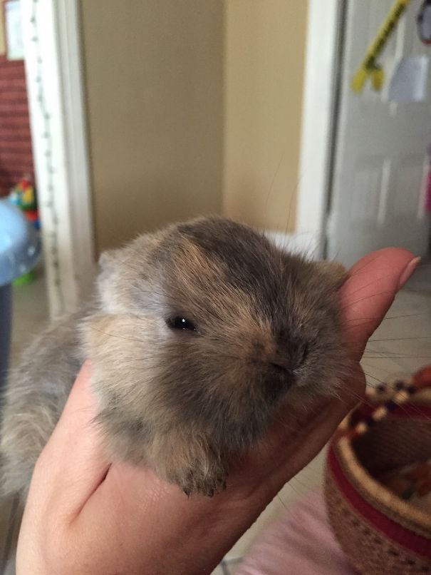 Baby Bunny