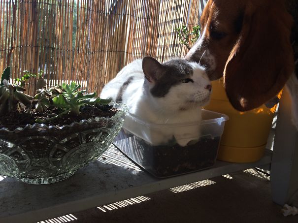 Love To Kill Your Plants