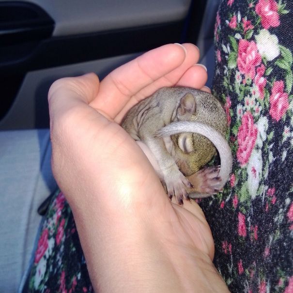 Baby Squirrel