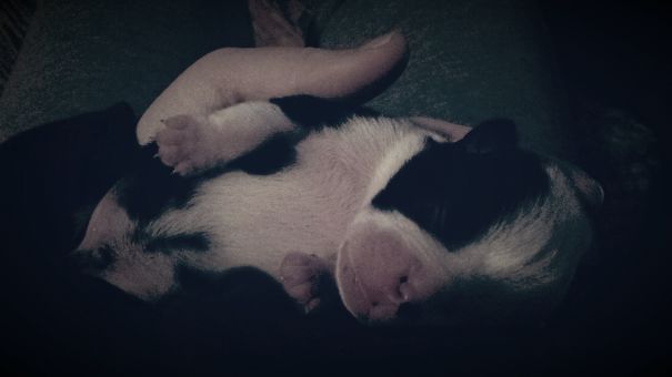 My Boston Terrier Puppy 4 Days Old