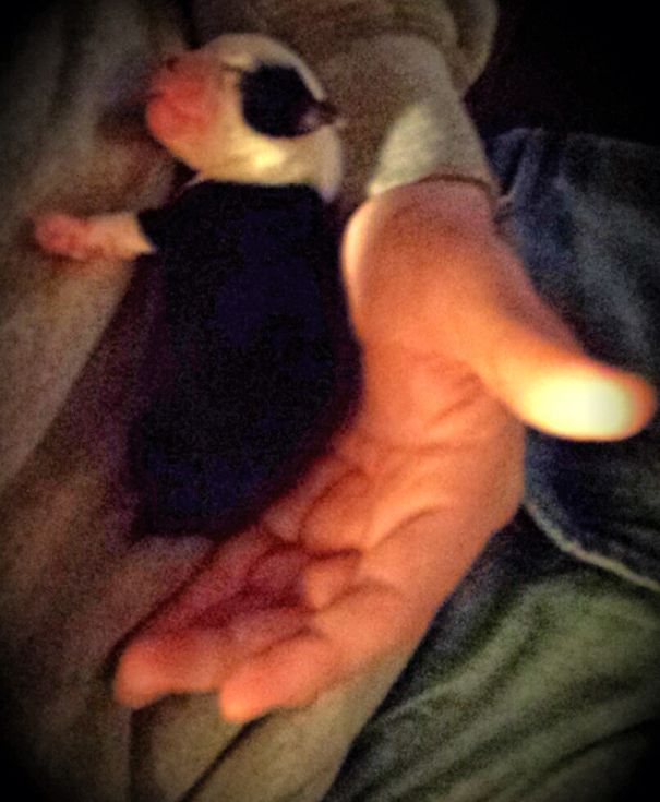 My Boston Terrier Puppy 2 Days Old :-)