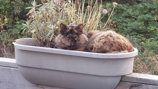 My Cat In A Planter