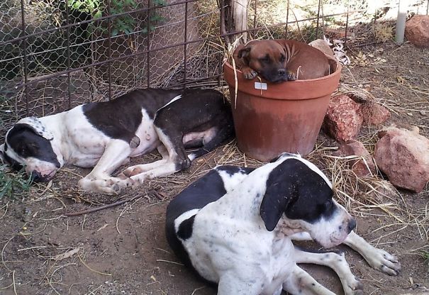 Not Only Cats! Her Name Is "puss" So Maybe That's Why.