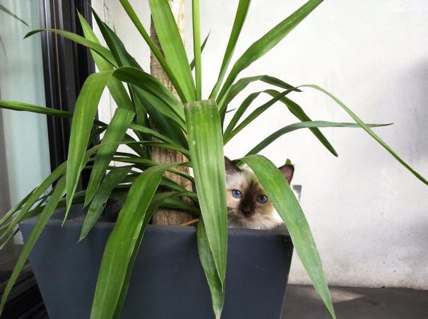 Princess Lilly - She Always Finds A Spot Whenever We Tell Her To Come Inside ☺️