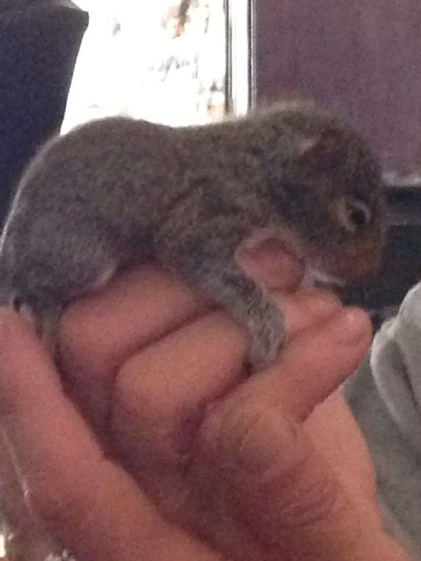 Baby Squirrel