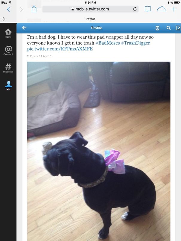 Black dog wearing a colorful pad wrapper as a sign of shame sitting on a wooden floor in a living room.
