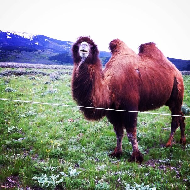 Old Man's Face On This Camel's Nose.