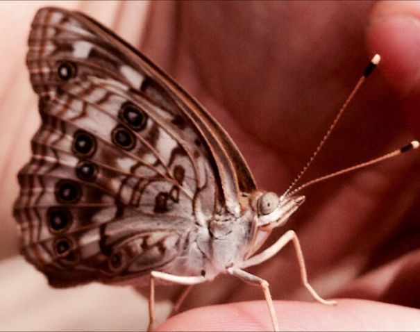 Creepy Little Man Showing Off His Body On Butterfly