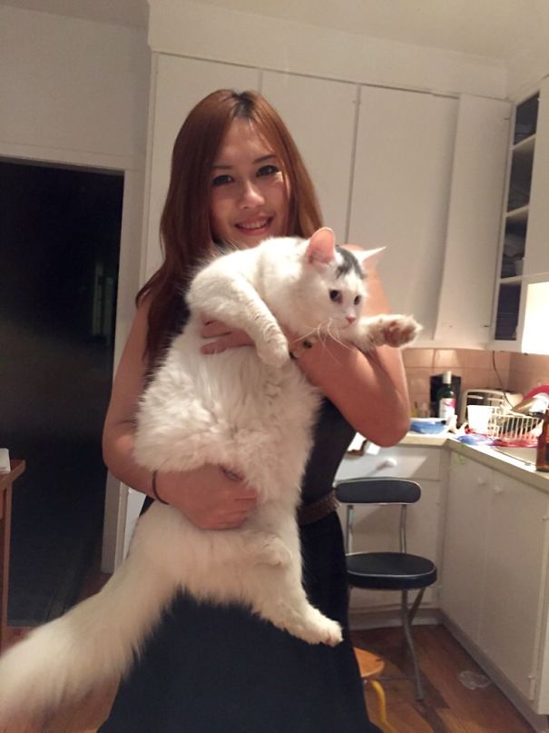 White As Snow Big Cat