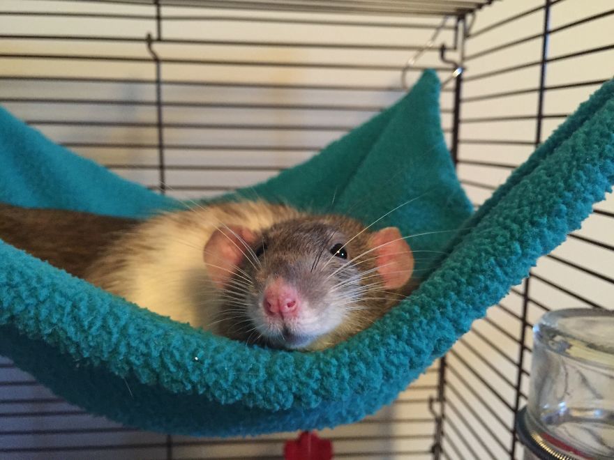 Willow In Her Hammock