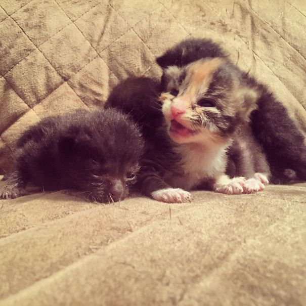Two Week Old Kittens