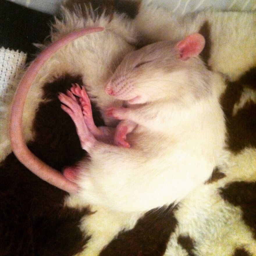 Cute Rat