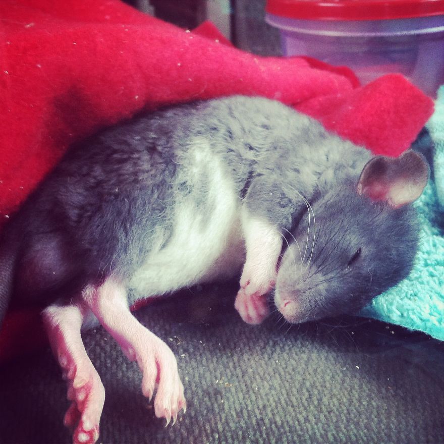 Sleeping On His First Car Trip