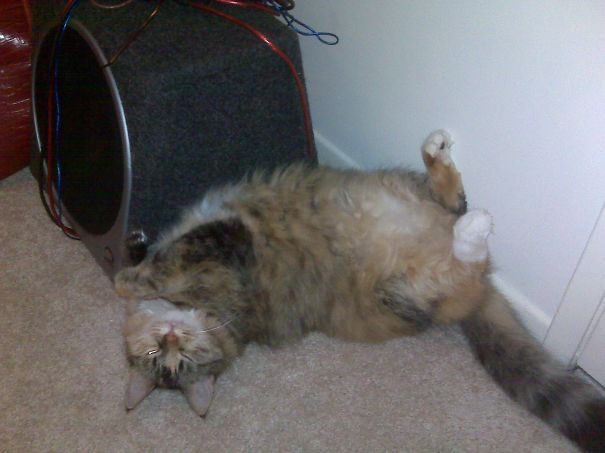 All About That Bass #junkinthetrunk