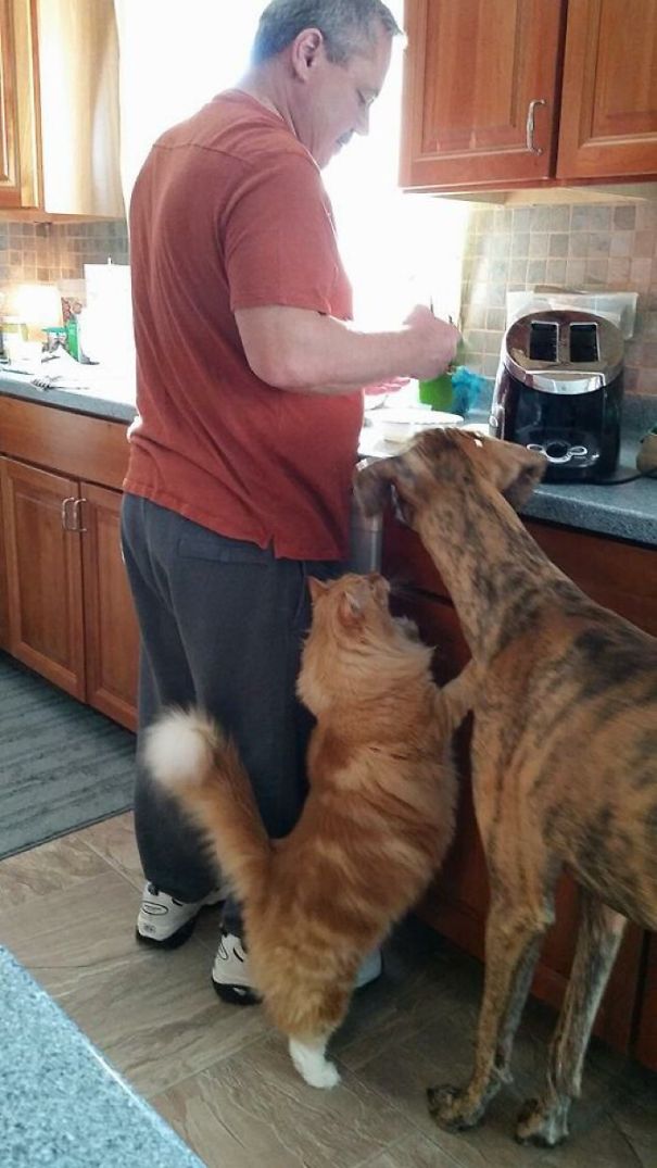 Sepia Flame Lynx Ragdoll Cat & Great Dane Bud